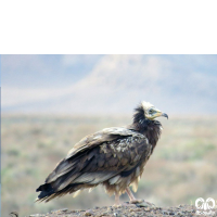 گونه کرکس مصری Egyptian Vulture